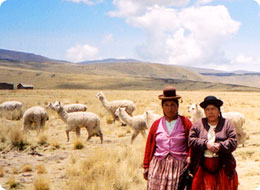 ペルーの人とアルパカ